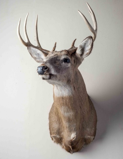8 Point Whitetail Deer Shoulder Mount