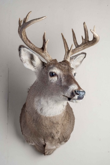 14 Point Whitetail Deer Shoulder Mount