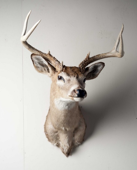 7 Point Whitetail Deer Shoulder Mount