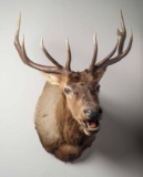 Elk Shoulder Mount