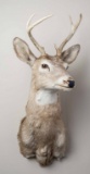 6 Point Whitetail Deer Shoulder Mount