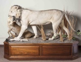 Full Mount Lion with Reedbuck Kill