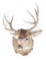 Mule Deer Shoulder Mount