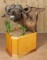 Shoulder Mounted Cape Buffalo on Pedestal