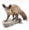 Full Wall Mounted Bat Eared Fox On Rock