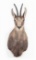 Shoulder Mounted New Zealand Chamois