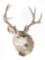 Mule Deer Shoulder Mount