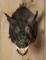 Shoulder Mounted Russian Wild Boar