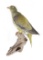 Full Mounted Green Pigeon On Branch
