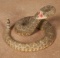 Full Mounted Rattlesnake