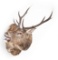 Shoulder Wall Mounted Scottish Highland Red Stag