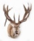 Shoulder Wall Mounted New Zealand Red Stag