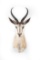 Shoulder Mounted Springbok