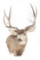 Mule Deer Shoulder Mount