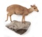 Full Wall Mounted Blue Duiker On Rock