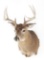 White-Tailed Deer Shoulder Mount