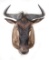 Blue Wildebeest Shoulder Mount