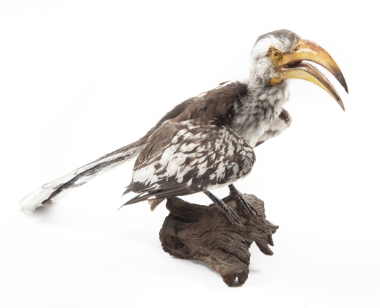 Full Mounted Southern Yellow-Billed Hornbill