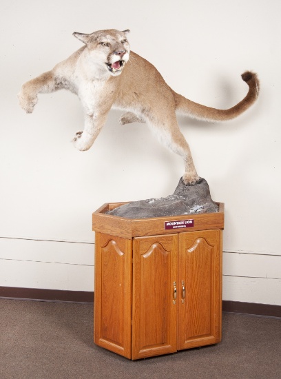 Full Mounted Leaping Mountain Lion