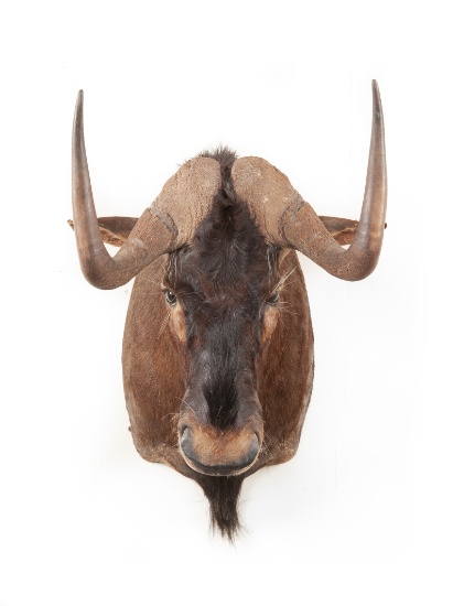 Shoulder Mounted Black Wildebeest