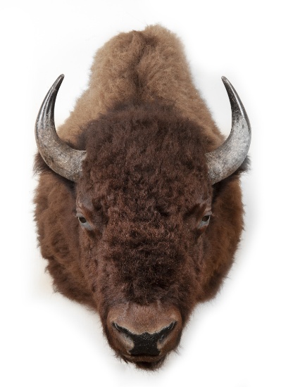 Shoulder Mounted American Bison