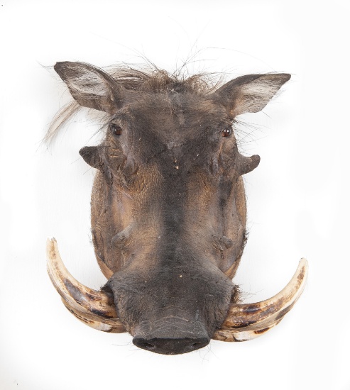 Shoulder Mounted Warthog