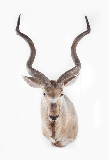 Shoulder Mounted Kudu