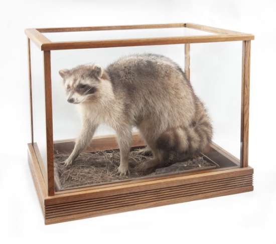 Full Mounted Raccoon In Glass Case