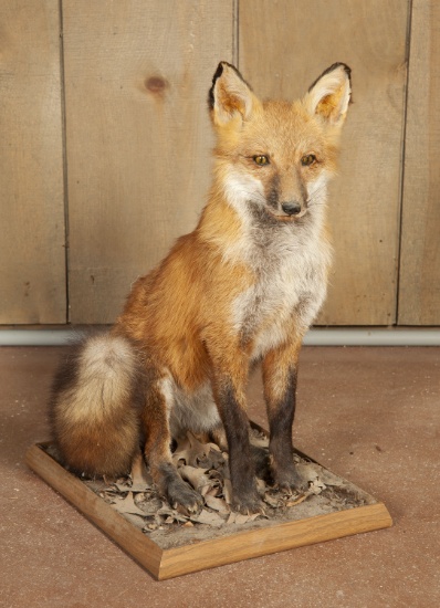 Full Mounted Red Fox