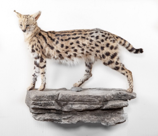 Full Wall Mounted Serval Cat On Rock