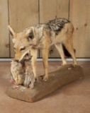 Full Mounted Black-Backed Jackal w/ Bird in Mouth