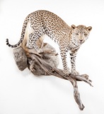 Full Wall Mounted Leopard On Branch and Rock