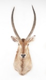 Shoulder Mounted Waterbuck