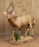 Full Mounted Nyala On Rolling Mount