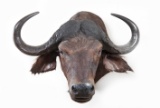 Shoulder Mounted Cape Buffalo