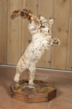 Full Mounted Bobcat with Bird