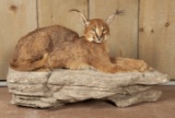 Full Wall Mounted Caracal On Rock