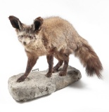 Full Wall Mounted Bat Eared Fox On Rock