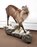 Full Corner Wall Mounted Himalayan Tahr