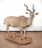 Full Mounted Kudu On Ground Decorated Stand