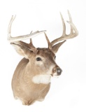 White-Tailed Deer Shoulder Mount