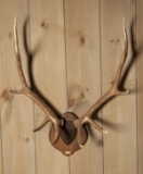 Set Of Wall Mounted Elk Horns On Plaque