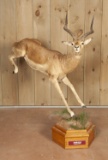 Full Mounted Leaping Impala On Stand