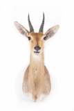 Shoulder Mounted Mountain Reed Buck