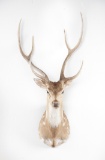 Shoulder Mounted Axis Deer