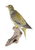 Full Mounted Green Pigeon On Branch