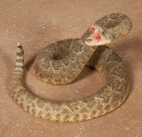 Full Mounted Rattlesnake