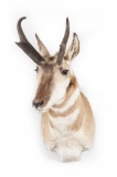 Shoulder Wall Mounted Pronghorn Antelope