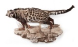 Full Wall Mounted Civet Cat On Rock