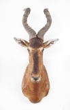 Shoulder Mounted Red Hartebeest